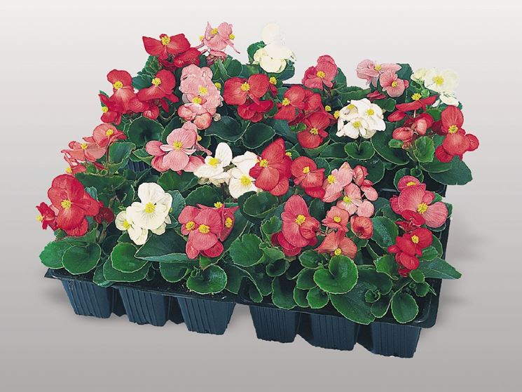 piantine di begonia semperflorens   fonte: http://www.benary.com