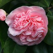 Fioritura camelia japonica