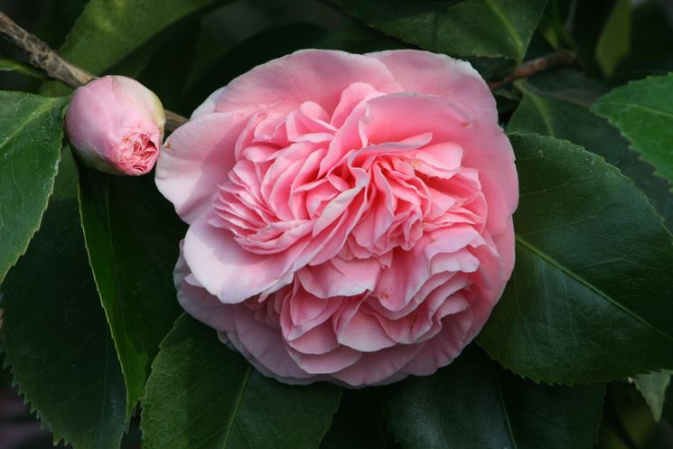 Fioritura camelia japonica