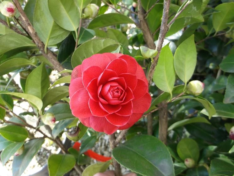 Camelia japonica