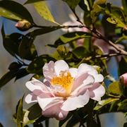 Fiore camelia