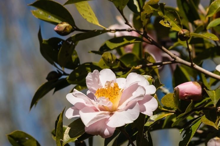 Fiore camelia