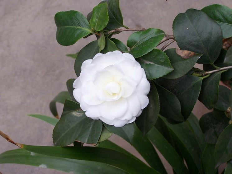 Fiore bianco di Camelia