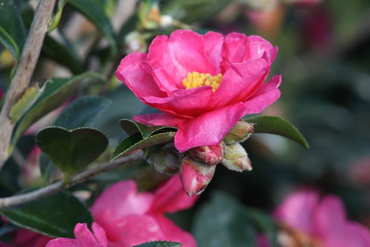 Camelia rosa