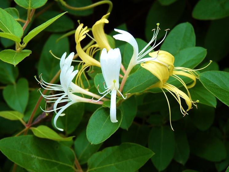 Fiori di caprifoglio rampicante