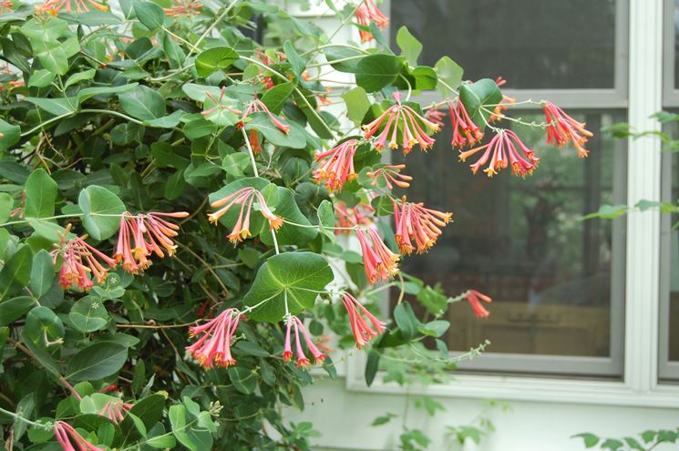 caprifoglio rampicante rosso