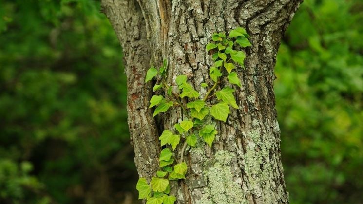 Edera rampicante