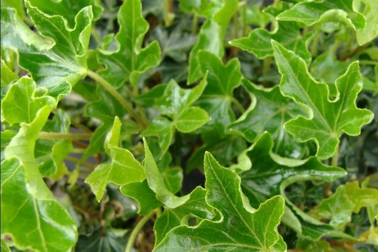 hedera helix ivalace