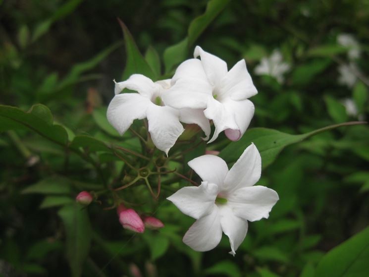 Jasminum Officinale