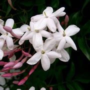 Fiore di gelsomino