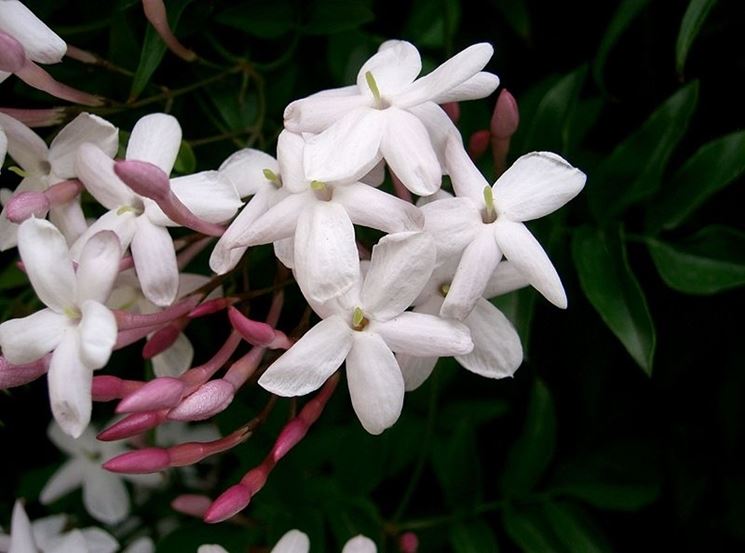 Fiore di gelsomino