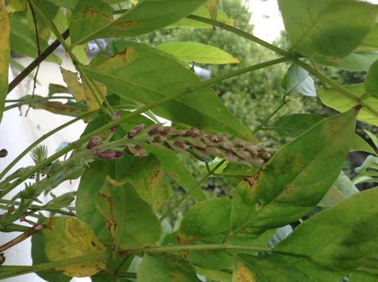 Foglie di gelsomino ammalato