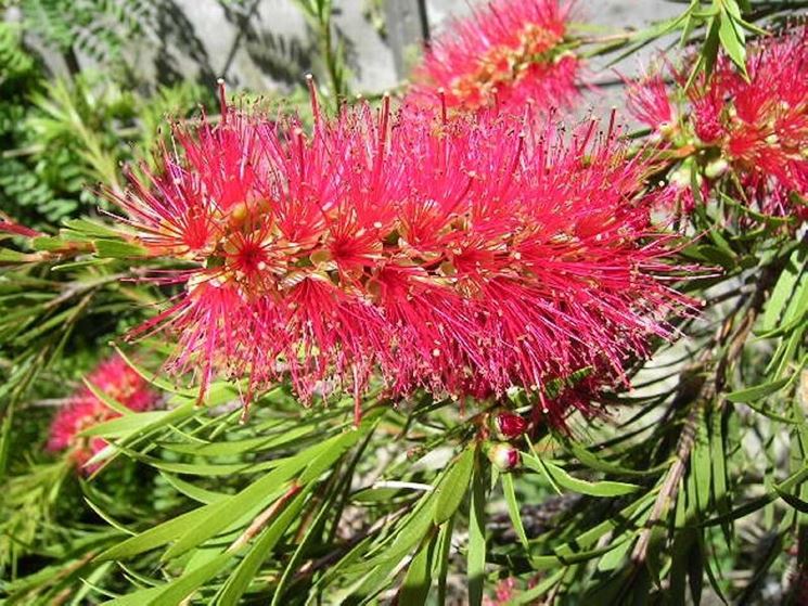 Splendida pianta di callistemon