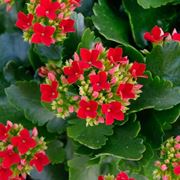 Kalanchoe blossfeldiana