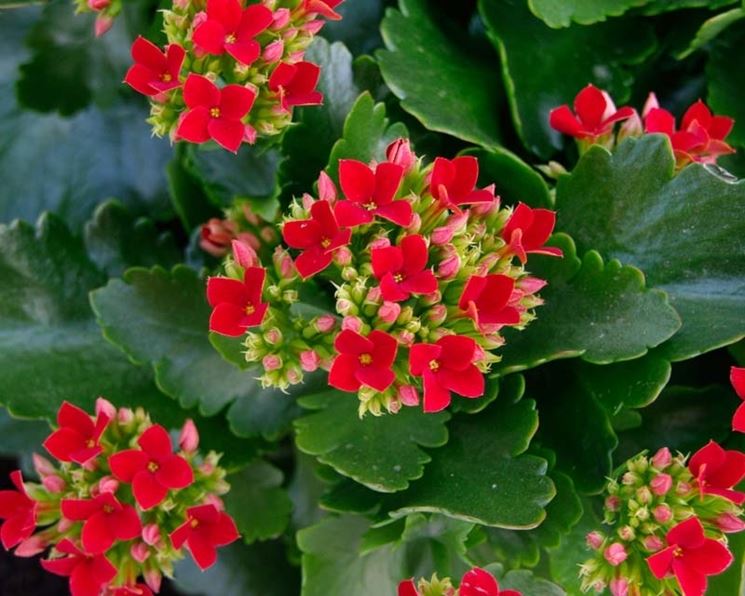 Kalanchoe blossfeldiana