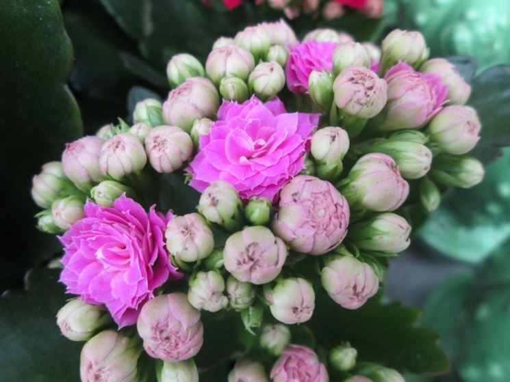 Kalanchoe a fiori stradoppi