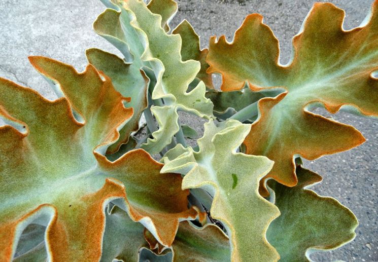 Kalanchoe beharensis