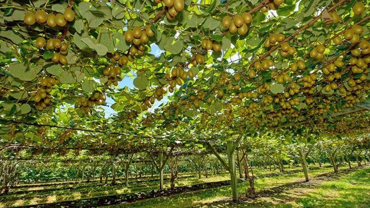 kiwi coltivazione a filare