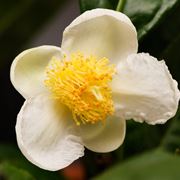 Esempio di camelia malattie