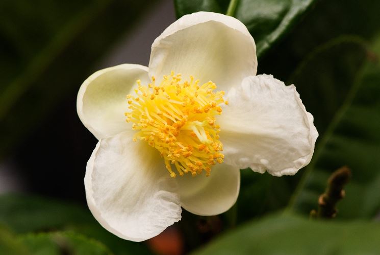 Esempio di camelia malattie