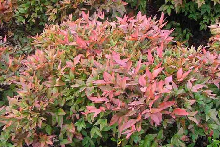 Nandina domestica