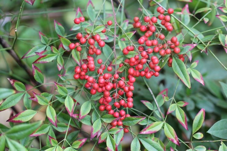 Bacche di nandina