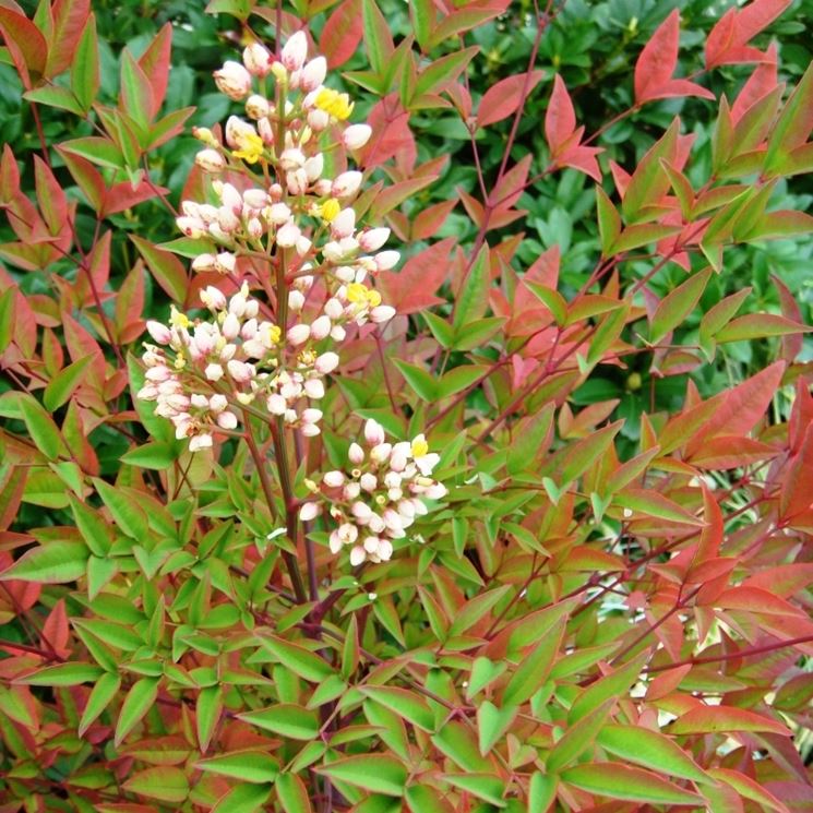 fiori nandina