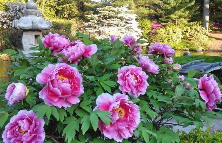 Giardino peonie