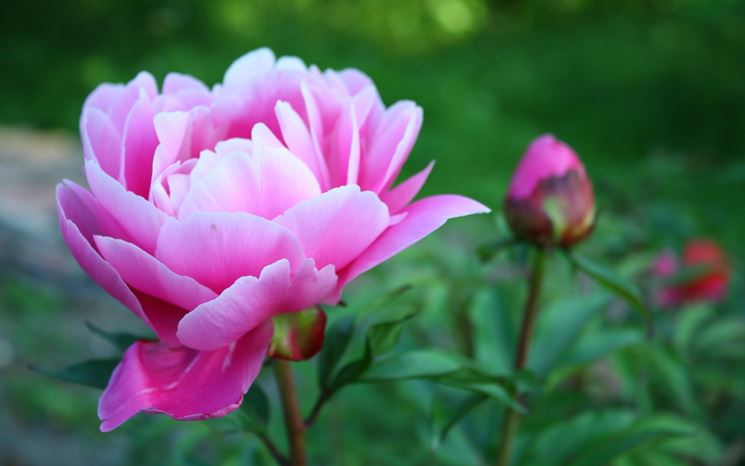 Peonia Lactiflora 