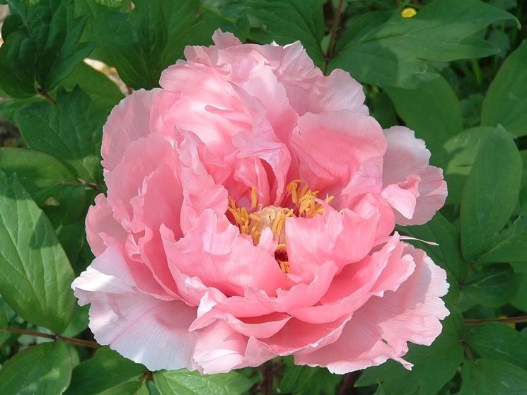 peonia rosa