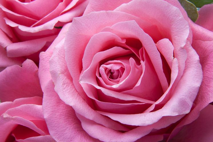 Una rosa di colore rosa acceso