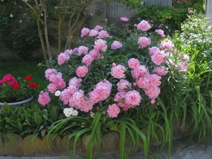 Pianta di peonia