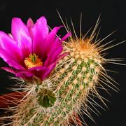 Echinocereus apachensis