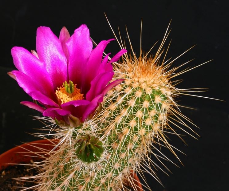 Echinocereus apachensis