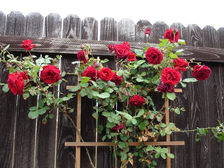 Le rose rampicanti crescono con pochi accorgimenti