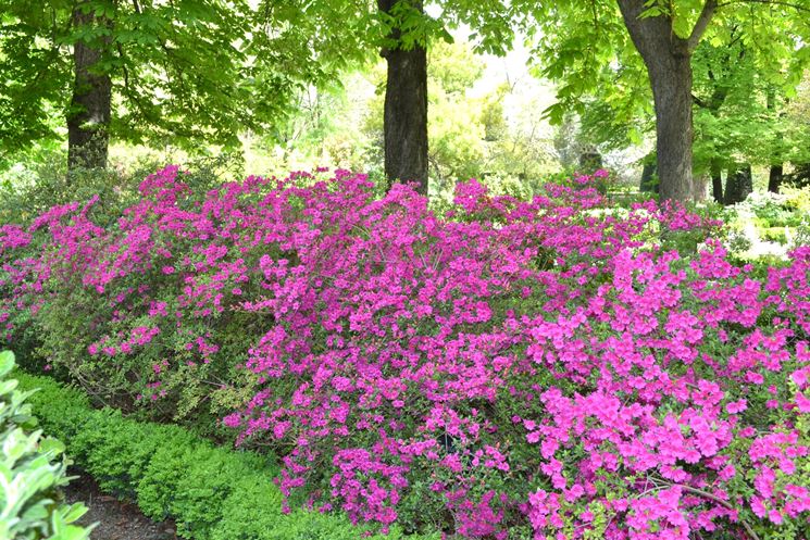 Arbusti di Rododendro in fiore