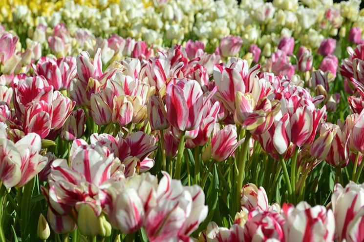 fiori di tulipano