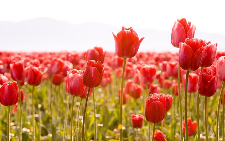 Campo di tulipani rossi
