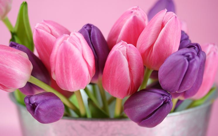 Tulipani rosa e viola