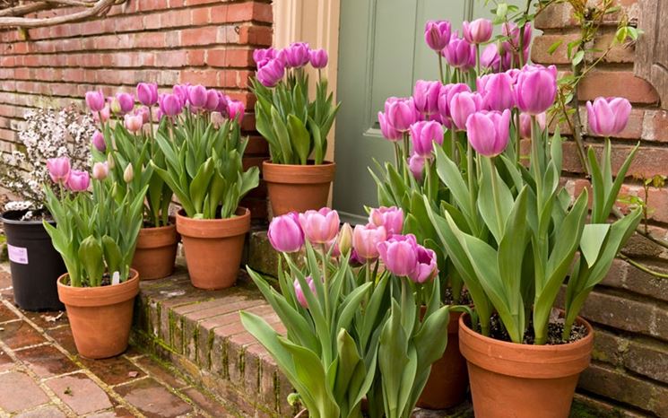 Tulipani in vasi di terracotta