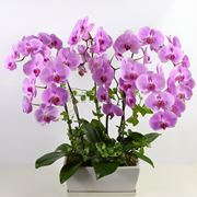 Vasi orchidee